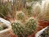 Echinocereus stramineus - Кактусы и суккуленты из Харькова от Оли и Сергея Мирошниченко