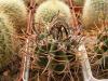 Echinopsis melanopotamica - Кактусы и суккуленты из Харькова от Оли и Сергея Мирошниченко