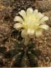 Gymnocalycium mihanovichii v filadelfiense - Кактусы и суккуленты из Харькова от Оли и Сергея Мирошниченко