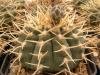 Gymnocalycium ochoterenae v variispinum - Кактусы и суккуленты из Харькова от Оли и Сергея Мирошниченко