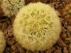 Mammillaria carmenae - Кактусы и суккуленты из Харькова от Оли и Сергея Мирошниченко