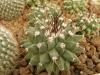 Mammillaria erythra - Кактусы и суккуленты из Харькова от Оли и Сергея Мирошниченко