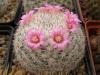 Mammillaria formosa Charco Blanco - Кактусы и суккуленты из Харькова от Оли и Сергея Мирошниченко