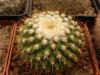 Mammillaria marksiana Topia - Кактусы и суккуленты из Харькова от Оли и Сергея Мирошниченко