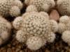 Mammillaria reppenhagenii ML297 - Кактусы и суккуленты из Харькова от Оли и Сергея Мирошниченко