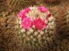 Mammillaria rhodantha - Кактусы и суккуленты из Харькова от Оли и Сергея Мирошниченко