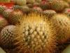 Mammillaria rhodantha v aureiceps - Кактусы и суккуленты из Харькова от Оли и Сергея Мирошниченко