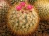 Mammillaria rhodantha v aureiceps - Кактусы и суккуленты из Харькова от Оли и Сергея Мирошниченко