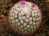 Mammillaria rhodantha v mccartenii - Кактусы и суккуленты из Харькова от Оли и Сергея Мирошниченко