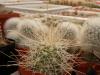 Mammillaria setispina - Кактусы и суккуленты из Харькова от Оли и Сергея Мирошниченко