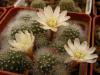 Rebutia albiflora - Кактусы и суккуленты из Харькова от Оли и Сергея Мирошниченко