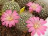 Rebutia senilis v lilacino-rosea - Кактусы и суккуленты из Харькова от Оли и Сергея Мирошниченко