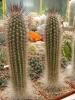 Trixanthocereus blossfeldiorum KK280 - Кактусы и суккуленты из Харькова от Оли и Сергея Мирошниченко