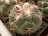 Coryphantha poselgeriana v valida - Кактусы и суккуленты из Харькова от Оли и Сергея Мирошниченко