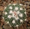 Echinofossulocactus sp Rio de Majo - Кактусы и суккуленты из Харькова от Оли и Сергея Мирошниченко