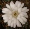 Gymnocalycium damsii v torulosum - Кактусы и суккуленты из Харькова от Оли и Сергея Мирошниченко