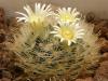 Mammillaria  sinistrohamata - Кактусы и суккуленты из Харькова от Оли и Сергея Мирошниченко