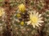 Mammillaria gatesii - Кактусы и суккуленты из Харькова от Оли и Сергея Мирошниченко