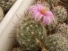 Mammillaria insularis - Кактусы и суккуленты из Харькова от Оли и Сергея Мирошниченко