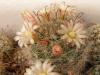 Mammillaria knebeliana SB29 - Кактусы и суккуленты из Харькова от Оли и Сергея Мирошниченко