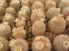 Mammillaria magallanii - Кактусы и суккуленты из Харькова от Оли и Сергея Мирошниченко