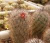 Mammillaria pottsii - Кактусы и суккуленты из Харькова от Оли и Сергея Мирошниченко