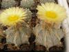 Astrophytum niveum v albispinum - Кактусы и суккуленты из Харькова от Оли и Сергея Мирошниченко