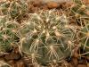 Gymnocalycium altagraciense - Кактусы и суккуленты из Харькова от Оли и Сергея Мирошниченко