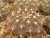 Gymnocalycium bodenbenderianum - Кактусы и суккуленты из Харькова от Оли и Сергея Мирошниченко