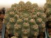 Gymnocalycium quehlianum f brevispinum - Кактусы и суккуленты из Харькова от Оли и Сергея Мирошниченко