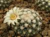 Mammillaria gaumeri - Кактусы и суккуленты из Харькова от Оли и Сергея Мирошниченко