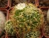 Mammillaria camptotricha - Кактусы и суккуленты из Харькова от Оли и Сергея Мирошниченко